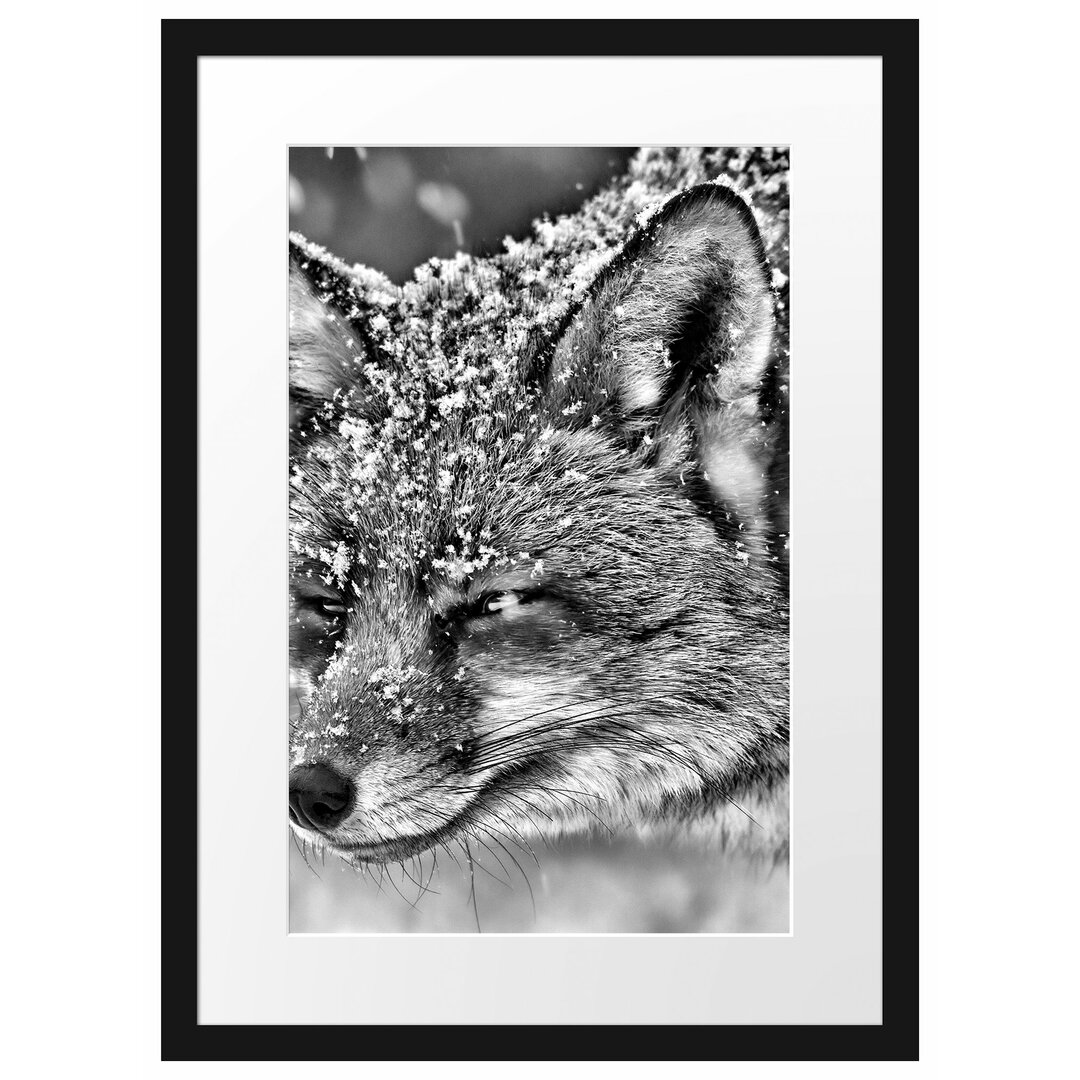 Gerahmtes Poster Fuchs im Schnee