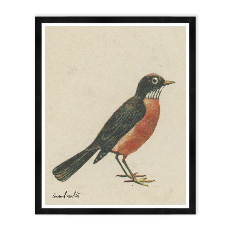 Moulton Collection " American Robin "
