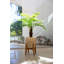 Pamplemousse 24,5 "en pot