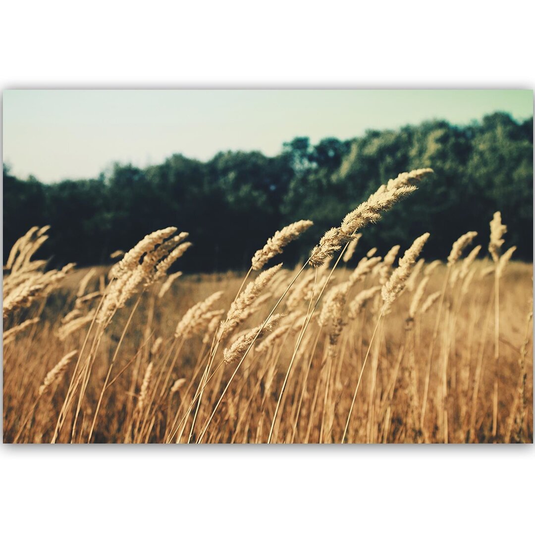 Leinwandbild Ripe Corn