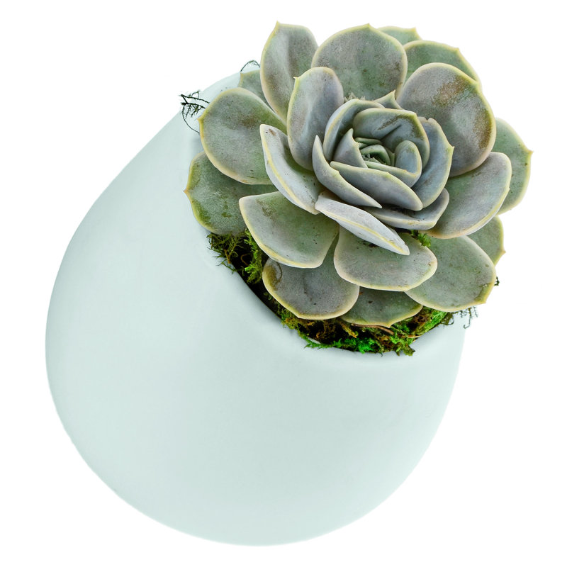 Pot de fleurs mural en plastique, Menthe, H 6 po x l 5,5 po x P 5,5 po