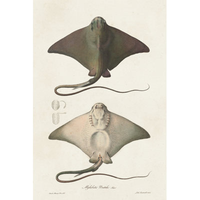 Antique Rays IV