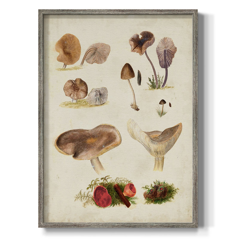 Reproduction encadrée Mushroom Species III - bois massif, H 30 po x l 24 po