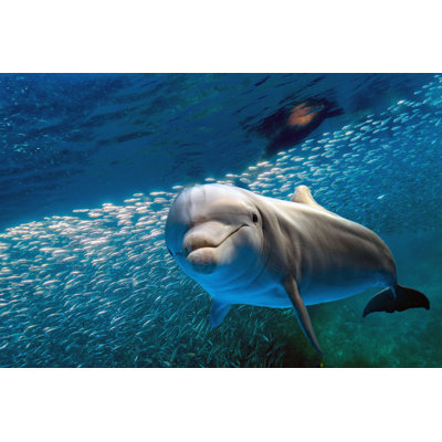 Dolphin in Blue Ocean - Photographie sur toile tendue