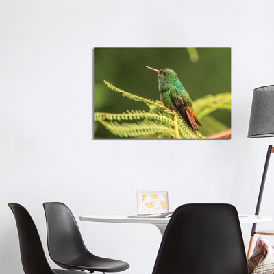 Costa Rica, Sarapique River Valley. Rufous-Tailed Hummingbird On Fern. by Jaynes Gallery - Wrapped Canvas Print