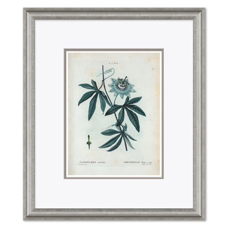 Passion Flower & Flowering Dogwood Giclee Print by Paul Cezanne