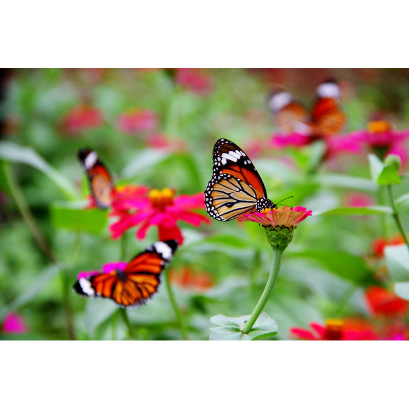 Butterfly In Garden - Wrapped Canvas Print, 51cm H x 76cm W x 3.8cm D