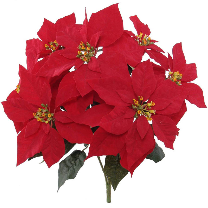 Fleur de poinsettia