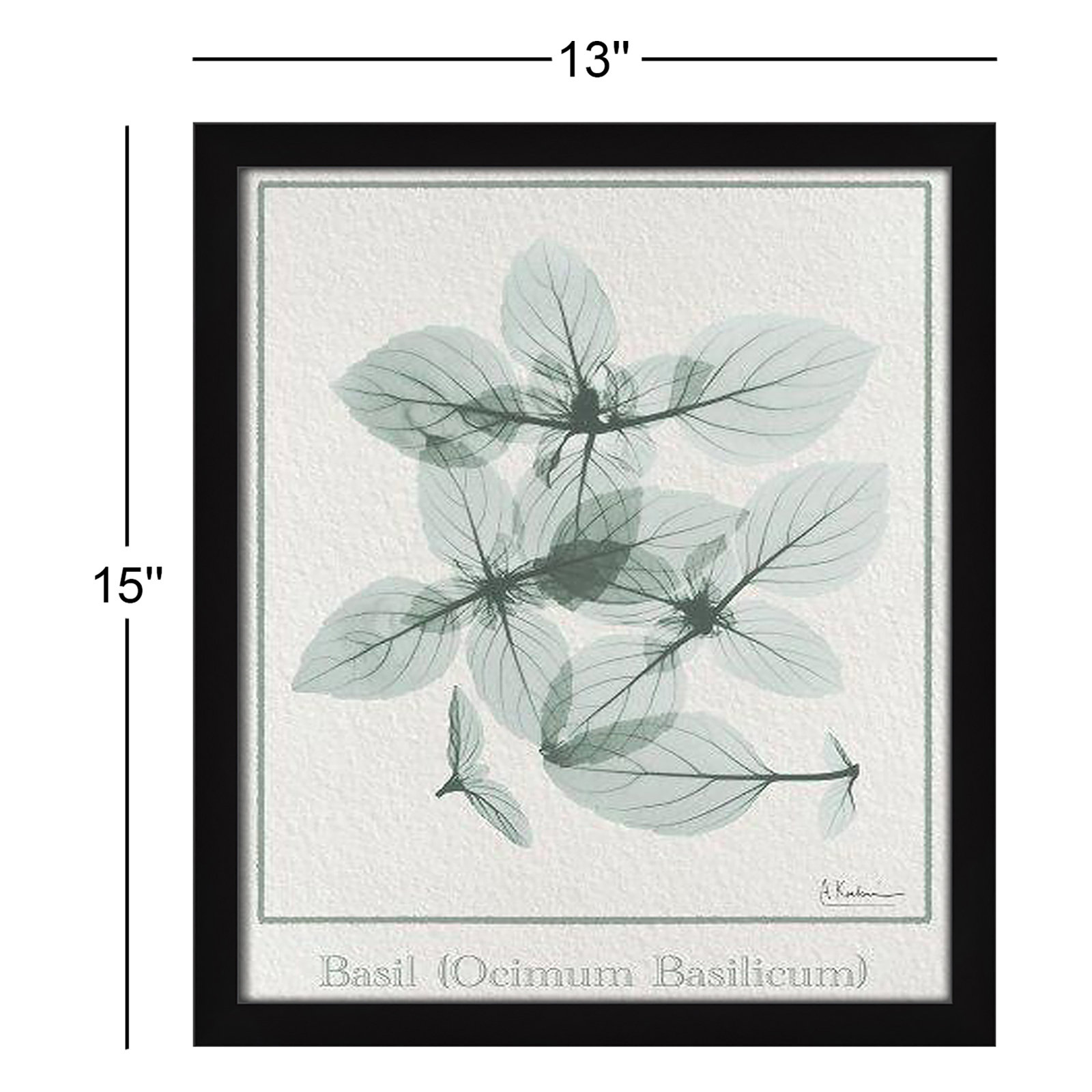 Basil Ocimum Basicicum Framed On Paper by Albert Koetsier Print, 15" H x 13" W x 1.25" D, Black Framed Paper