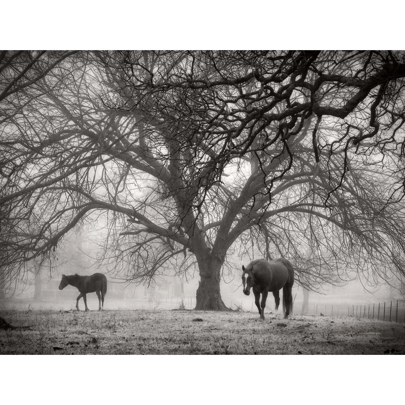 «Morning Calm II BW» par Debra Van Swearingen - impression sur toile tendue, H 30 po x l 40 po