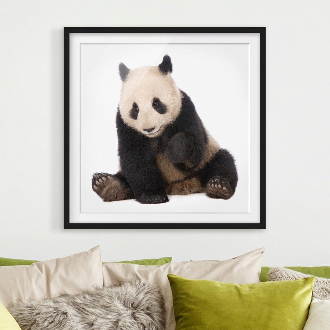 Gerahmtes Poster Dancing Panda