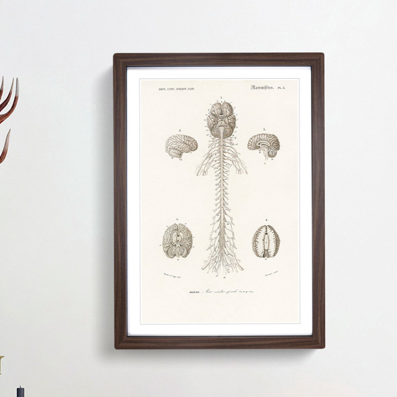 Human Brain Illustration by Charles d'Orbigny - Picture Frame Drawing Print, Walnut Framed, 48cm H x 36cm W x 2cm D