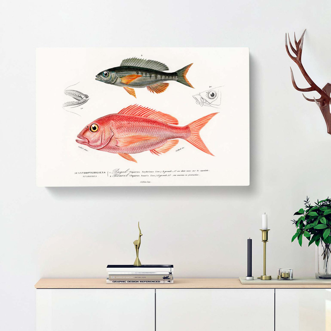 Fish Illustrations by Charles D Orbigny - Wrapped Canvas