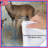 Forest Deer Family Comforter-123334848