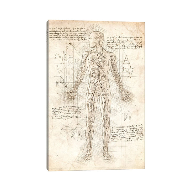Human Circulatory System by Cornel Vlad - Wrapped Canvas Print, 66.04 cm H x 45.72 cm W