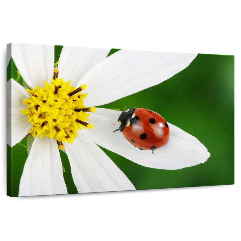 Brampt Ladybug On White Flower, 20" H x 30" W