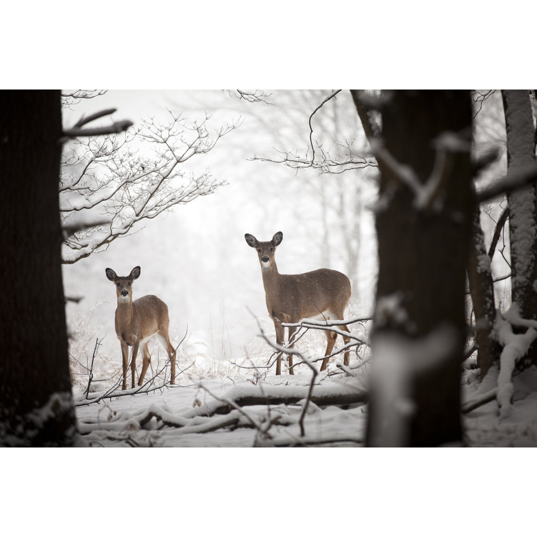 Mutter und Baby Hirsche - Leinwanddrucke