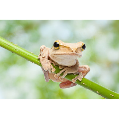 " Closeup Of Frog " by Techin24