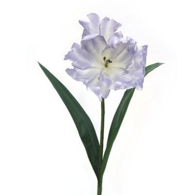 Tiges de tulipes