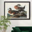 American Widgeon - reproduction d'art sur toile encadrée-547122956-547122948