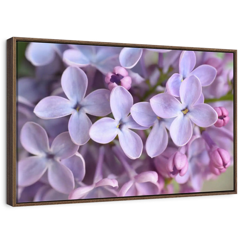 Lilac Flowers Up Close, Floating Frame Walnut, 31" X 21"