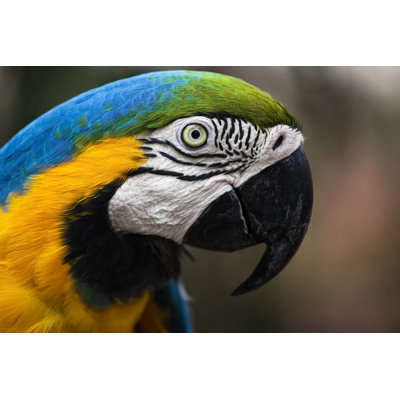 " Macaw In Brazil "