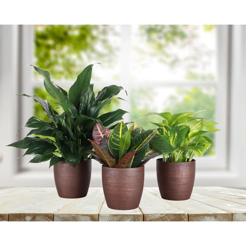 Plant in Pot, Brown