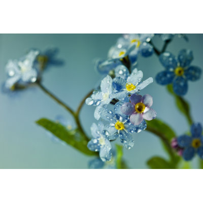 " Forget-Me-Not Flowers "