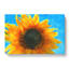 Sunflower Vol.4 - Wrapped Canvas-61837983