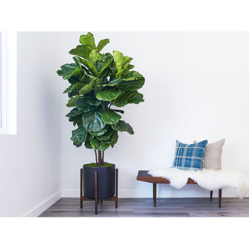 Pot à fleurs en grès Riverside, Noir / teck foncé, H 20,25 po x l 17,5 po x P 17,5 po