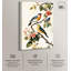 «Colorful Perch Canvas Natures» par -2097622947-2097622948