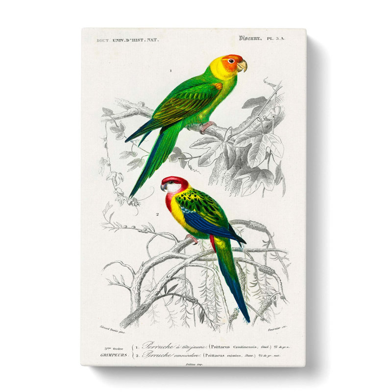 Parrot Illustrations by Charles D Orbigny - Wrapped Canvas, 76cm H x 50cm W x 3cm D