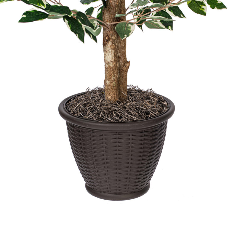 Série de ficus artificiels panachés, Brun