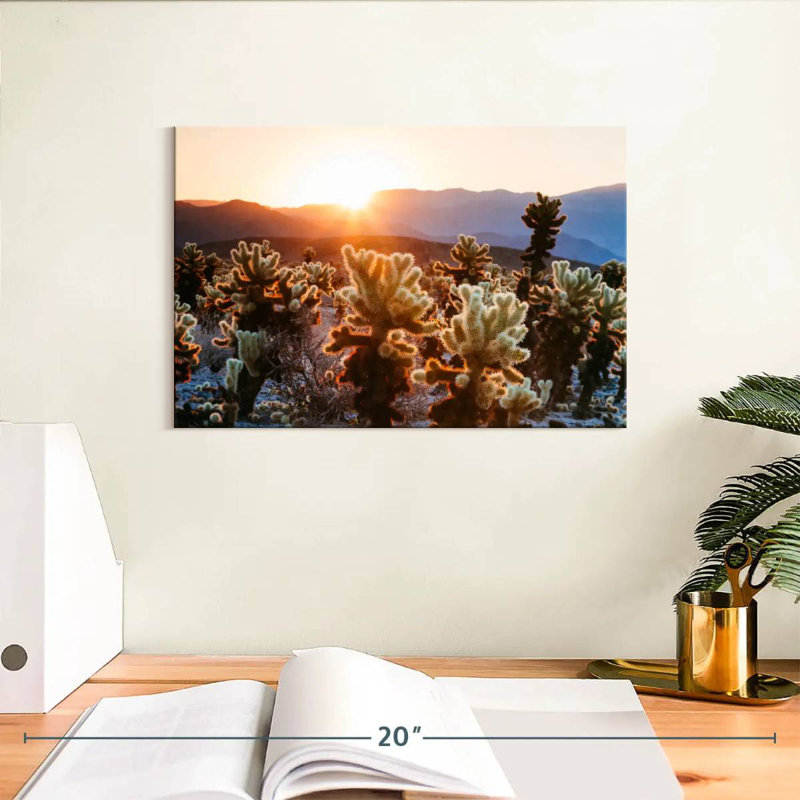Jardin de cactus Harnek, H 8 po x l 12 po