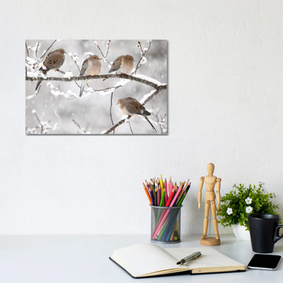 Mourning Dove Group In Winter, Nova Scotia, Canada I by Scott Leslie - Wrapped Canvas Print