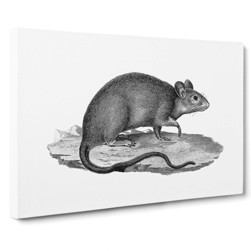 Rat Illustration - Wrapped Canvas Print, 40cm H x 60cm W x 3cm D