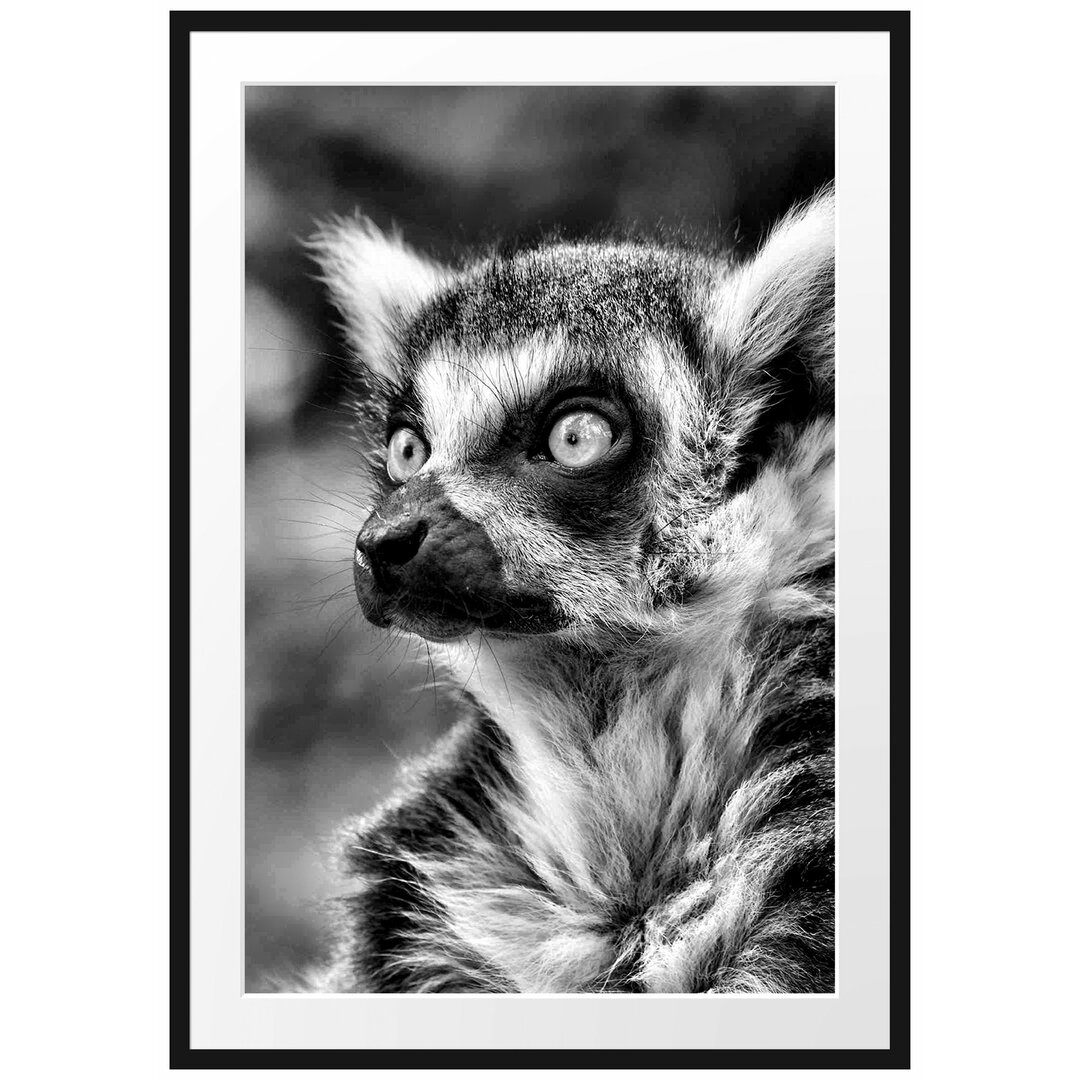 Neugieriger Ringelschwanzlemur Gerahmter fotografischer Kunstdruck