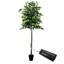 Ficus artificiel moderne de 6,5 po fabriqué à la main Primrue