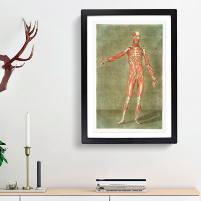 Anatomical Illustration of a Male No. 2 by Gautier-Dagoty - Picture Frame Painting Print