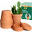 6 Inch Terracotta and Clay Pots for Plant with Saucer-1246970175