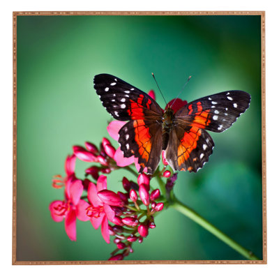 " Butterfly "