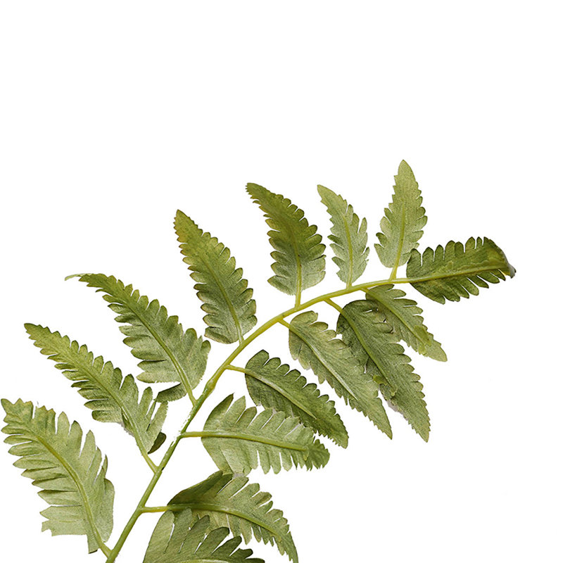 Fern Arrangement