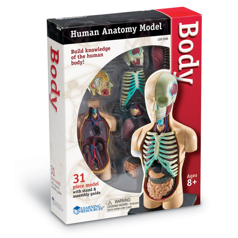 Anatomie du corps humain du modèle