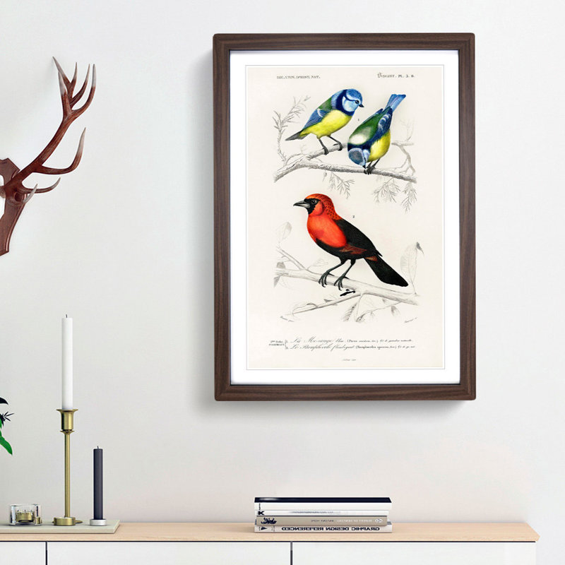 Bird Illustrations PL. 3B by Charles D' Orbigny - Single Picture Frame Painting, 33cm H x 24cm W x 2cm D, Walnut Framed
