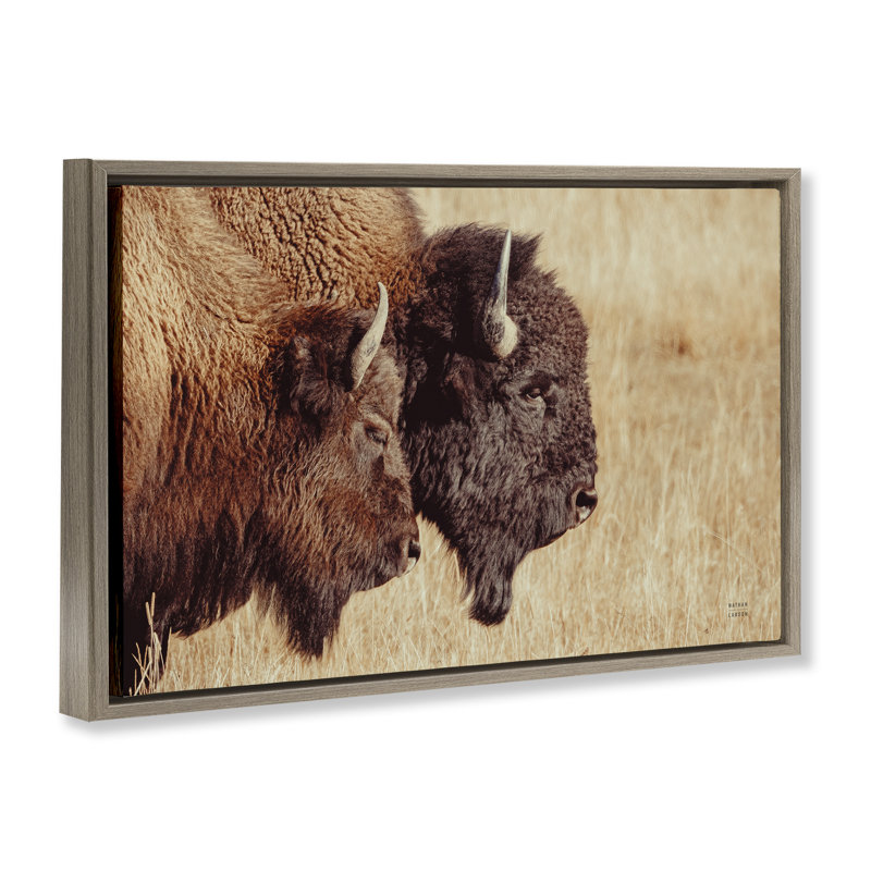 Paire de bisons dans une campagne encadrée par Nathan Larson, H 17 po x l 25 po, Cadre flottant orme Montalcino
