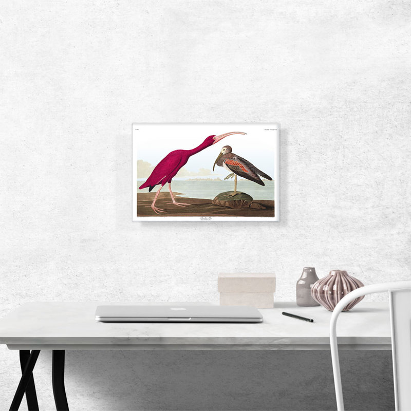 «Scarlet ibis» par James Audubon, reproduction d'art sur toile tendue, H 12 po x l 18 po x P 0,75 po