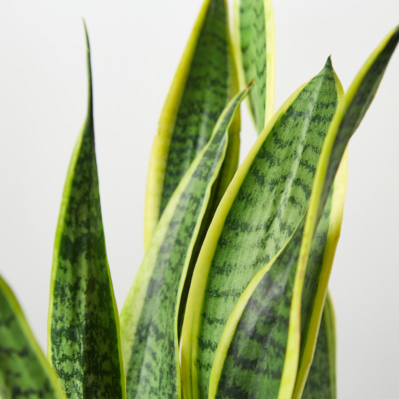 House Plant Shop Live Foliage Plant Low Maintenance Plant Rattan