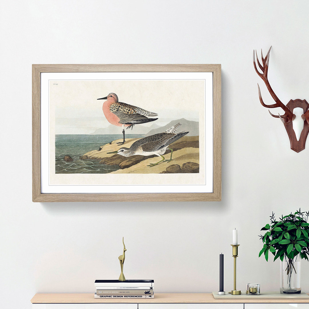 Red-Breasted Sandpiper by John James Audubon - Picture Frame Painting Print