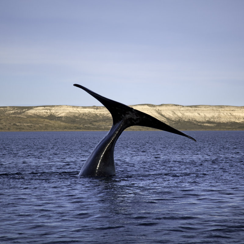Whale Tail by Nicolamargaret