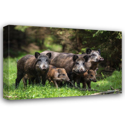 Millwood Pines Volkel, Stefan Gallery Wrapped Canvas Art Titled: Wild Boar Family